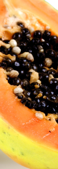 Papaya