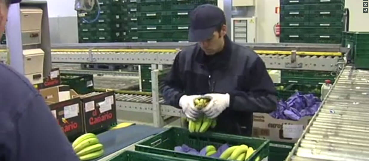 video fribasa